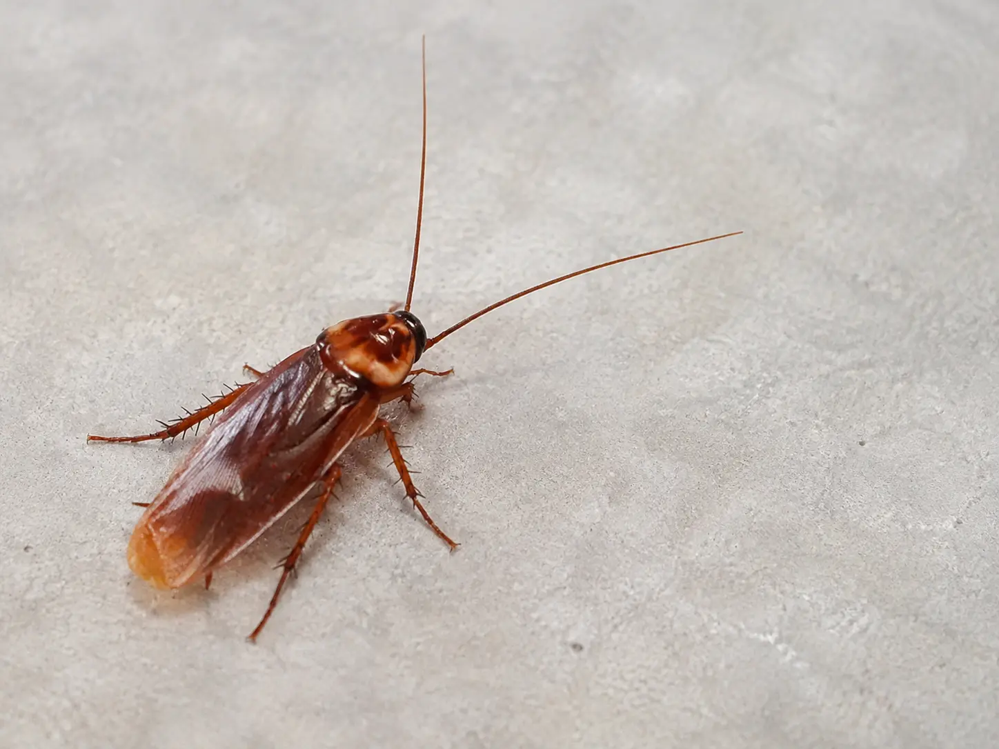 Cucaracha sobre una superficie clara