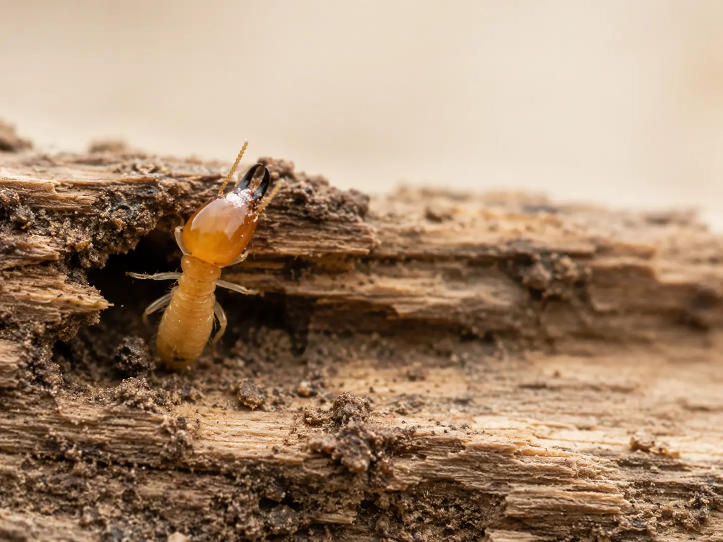 Termita sobre una pieza de madera